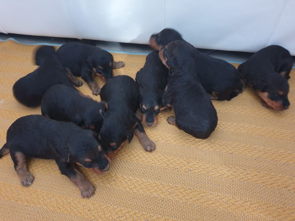 des cypres de la motte - Chiots de queen et polo