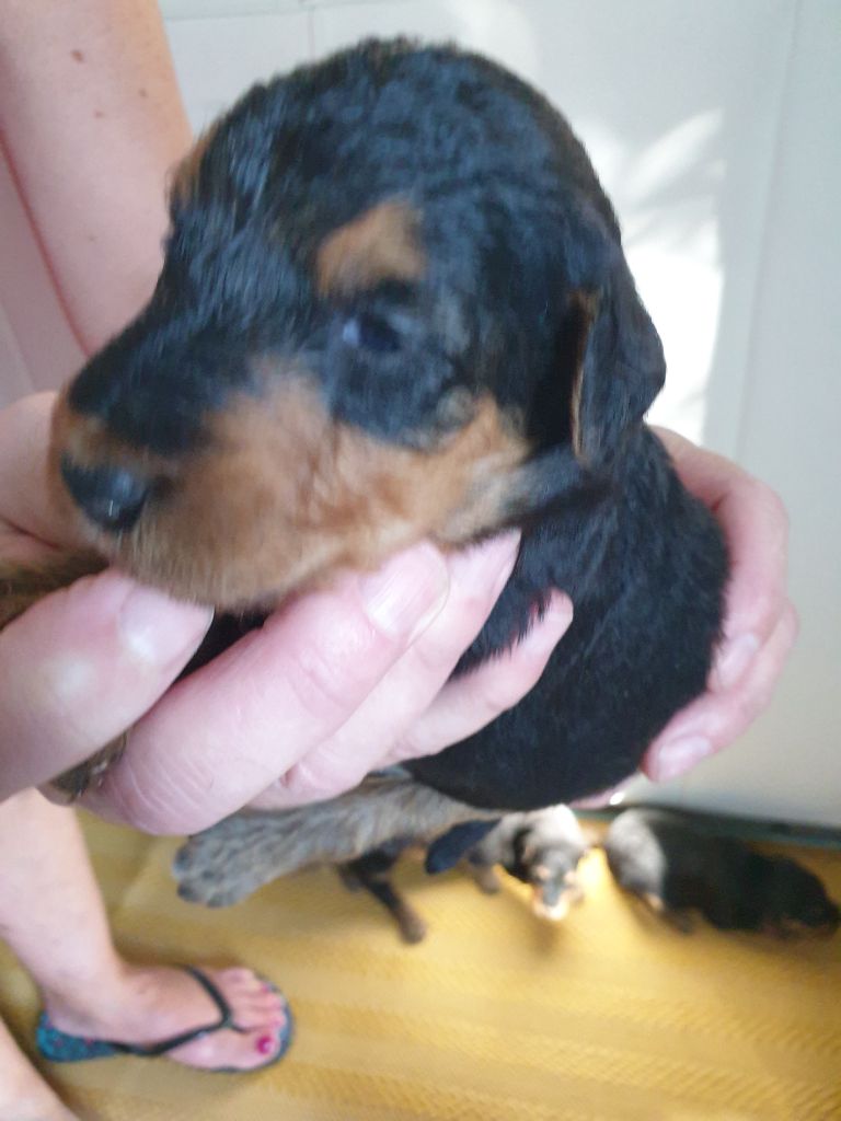 des cypres de la motte - chiots de queen from ospern et polo des lauriers du patis