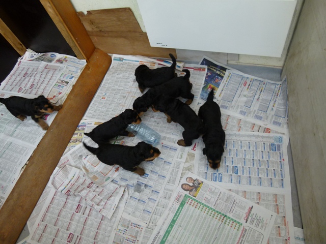 Chiots d'émy 1 MOIS