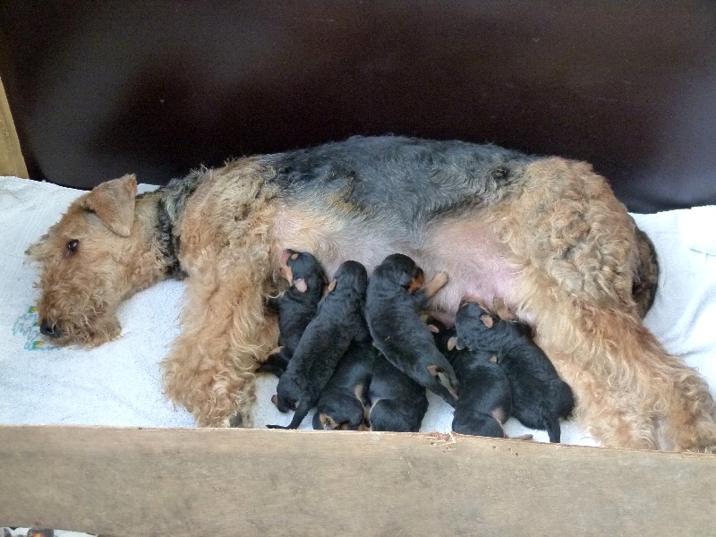 Chiots emy 2010