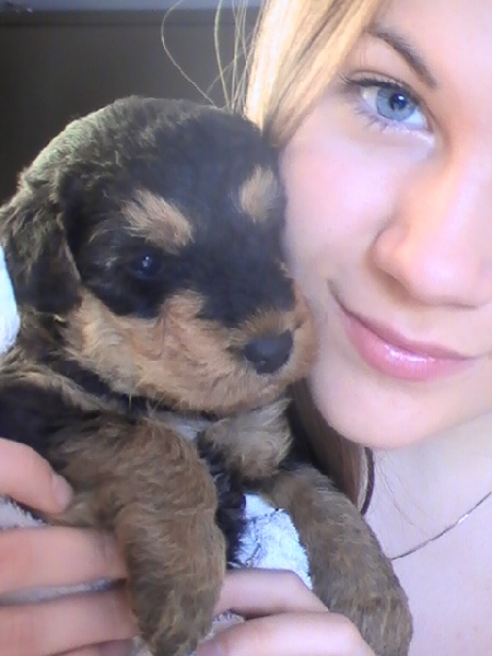 Les chiots .